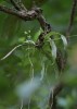 Angraecum zeylanicum Lindl.